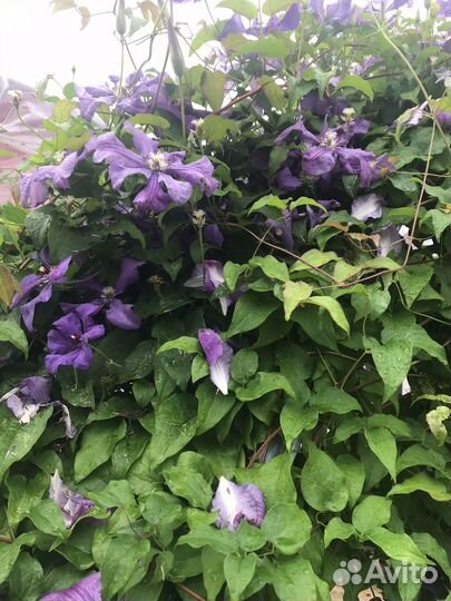 Клематис, Гортензия,флокс, астильба, лилейник