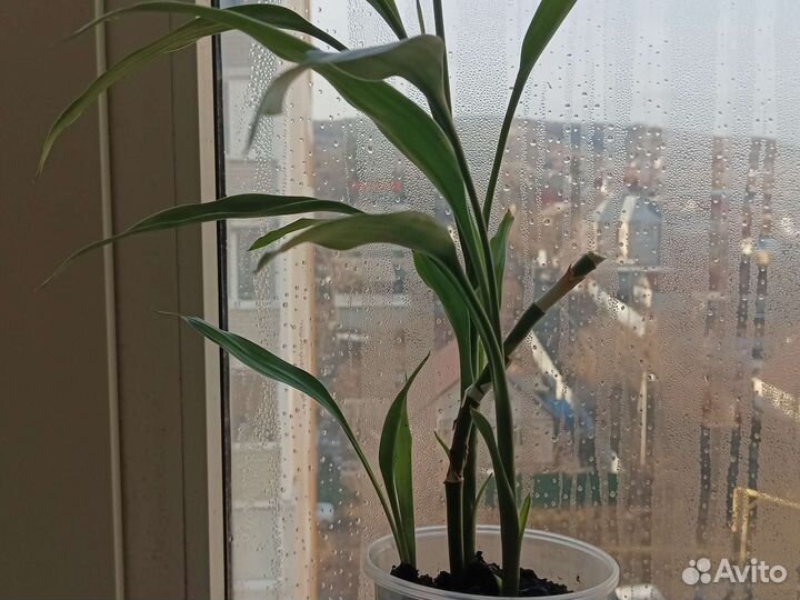 Бамбук комнатное растение