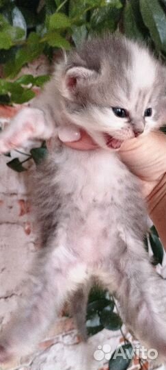 Отдам бесплатно породистых котят
