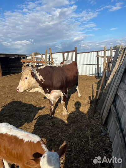 Белоголовый