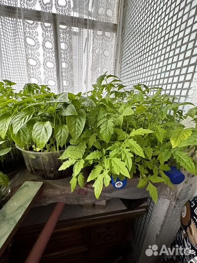 Рассада помидор и перца