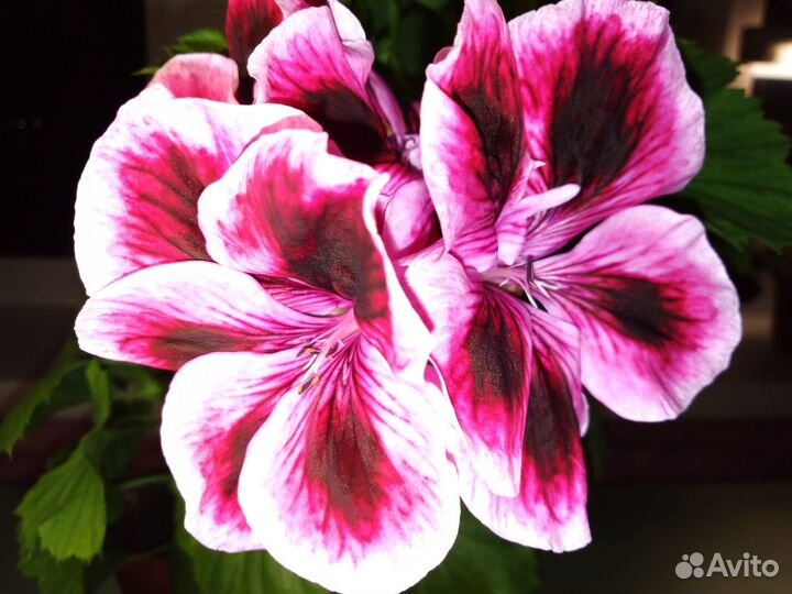 Королевская пеларгония, герань