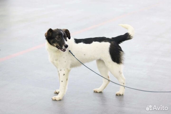 Небольшая Зорька, стерилизована