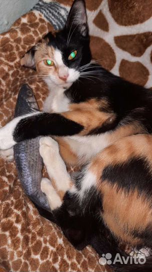 Кошка в дар