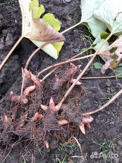 Сангвинария канадская махровая