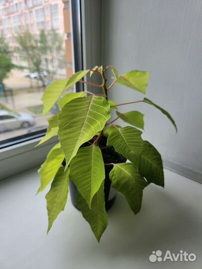 Пуансеттия