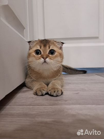 Шотландец вислоухий кот ищет кошечку для свиданий