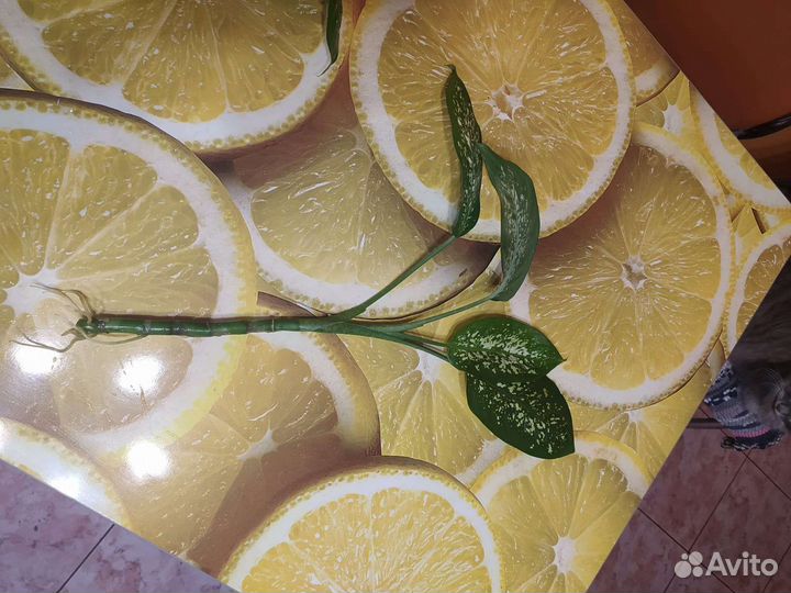 Диффенбахия