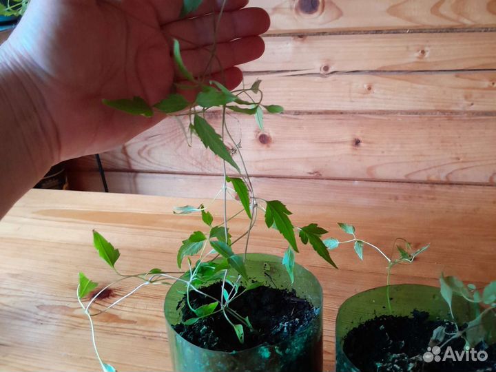 Княжик жёлтый