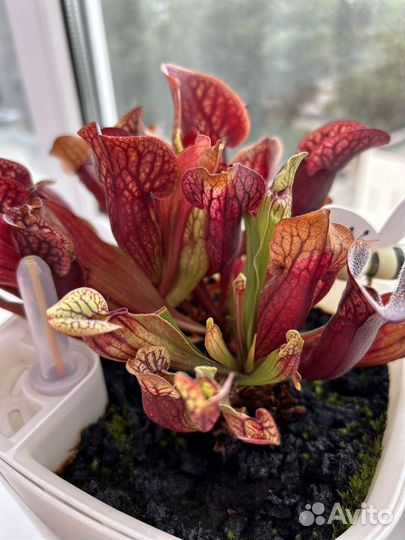Саррацения пурпурная (Sarracenia purpurea)