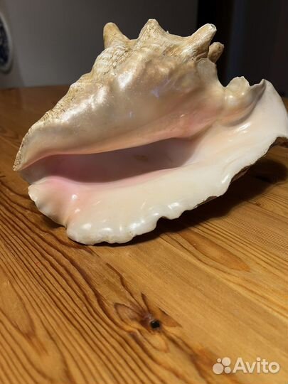 Ракушки раковины