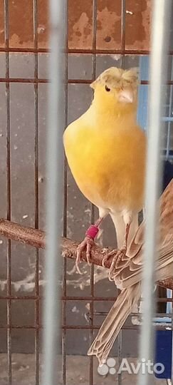 Кенара и канарейки