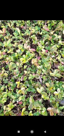 Участок 21 сот. (ИЖС)