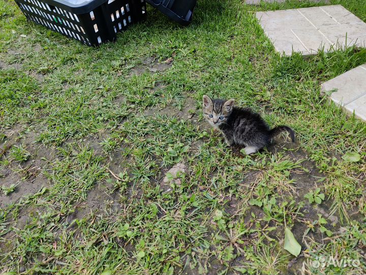 Котенок добрым людям