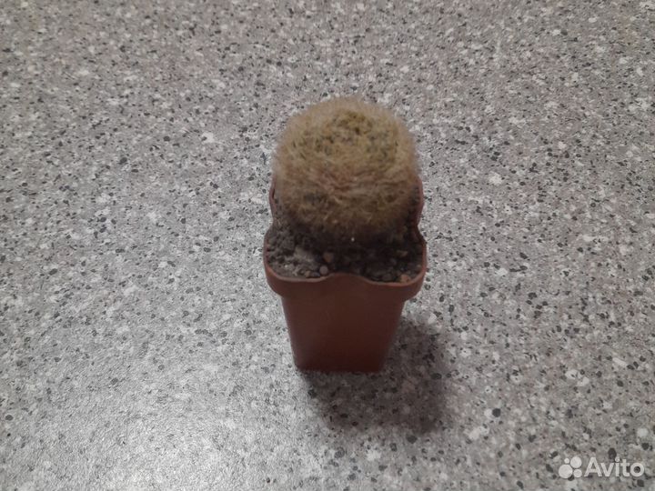 Кактусы и суккуленты