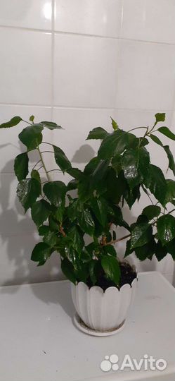 Сортовые гибискусы