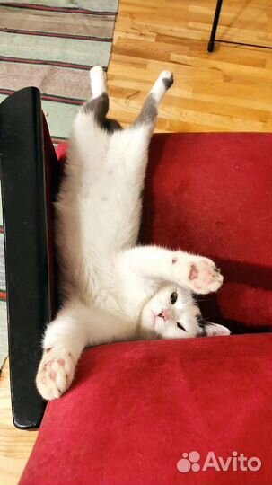 Котик 8 месяцев
