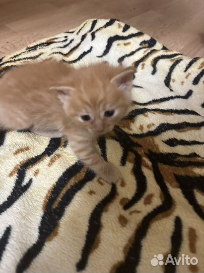 Котята в добрые руки даром