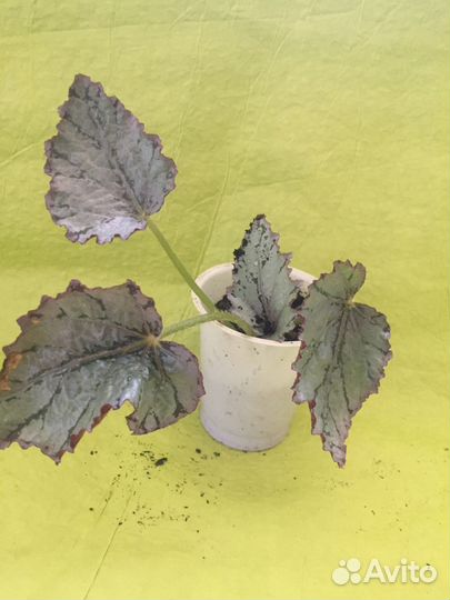 Бегонии сортовые