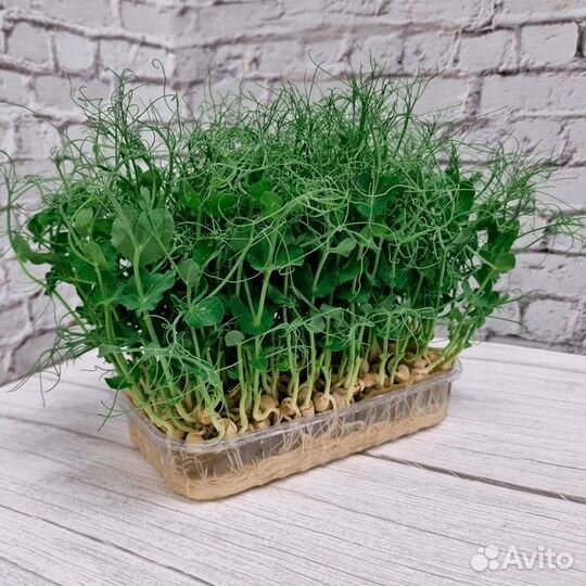 Микрозелень