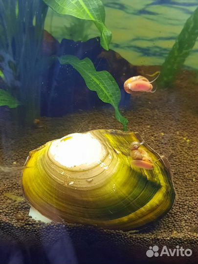 Аквариумное растение