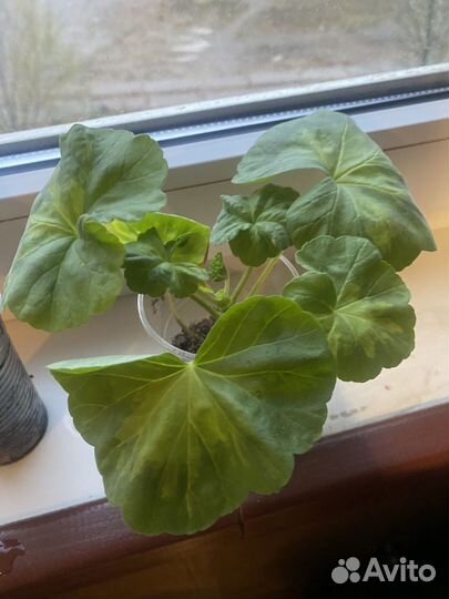 Укорененные черенки пестролистных пеларгоний