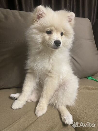 Щенки шпица