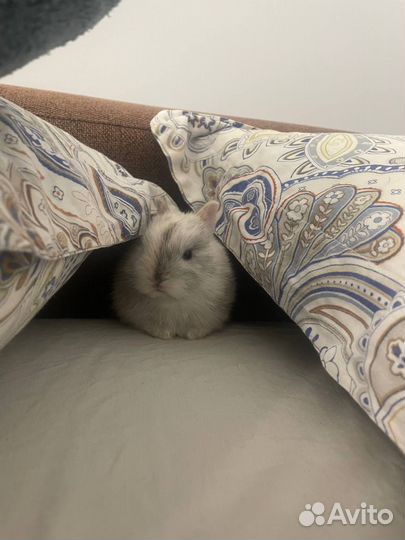 Кролик 2 месяца без клетки