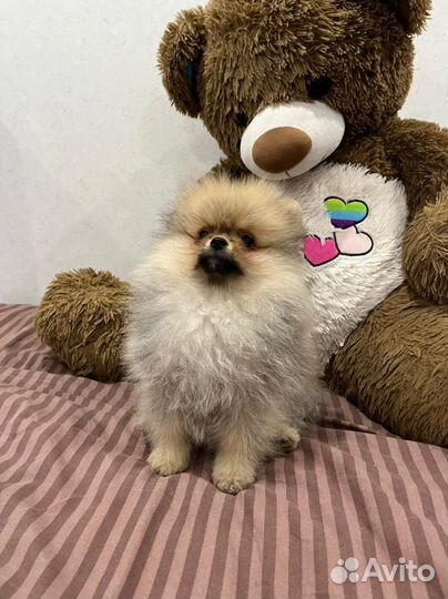 Померанский шпиц
