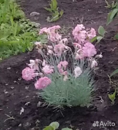 Растения цветы для сада