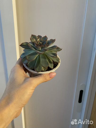 Кактусы и суккуленты, эхеверия