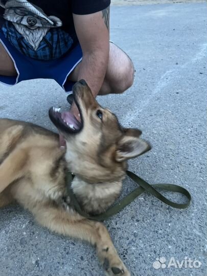 Собака