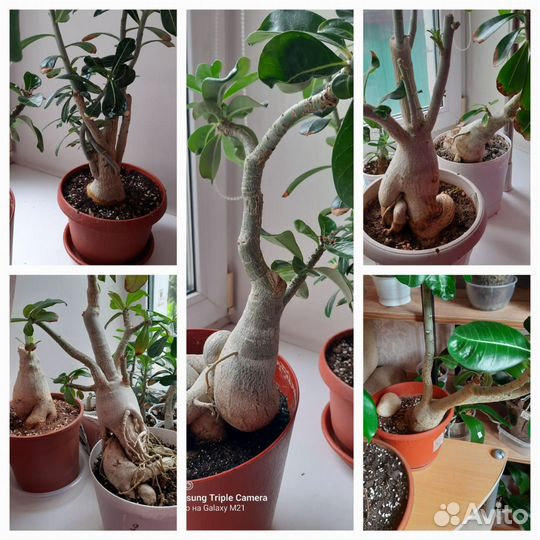 Адениум (роза пустыни )