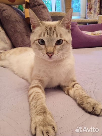 Молодой котик в любящие ручки