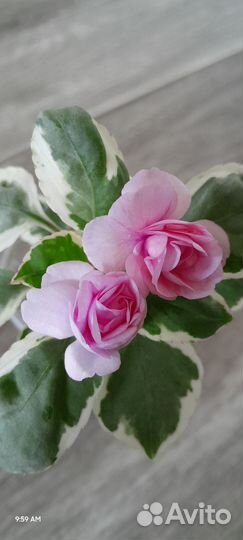 Бальзамин вариегатный Pink Ice и др