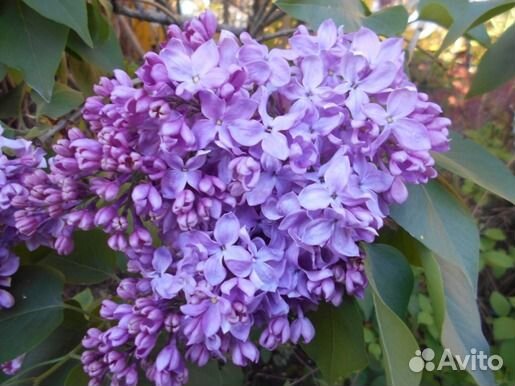 Декоративные и плодово ягодные саженцы, цветы