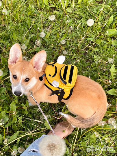 Рюкзак-шлейка для собак