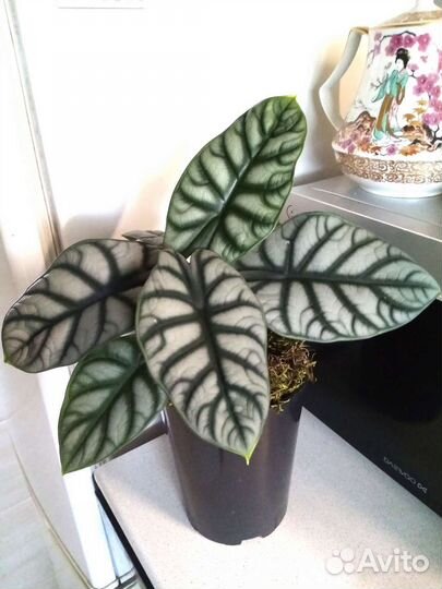 Сильвер драгон алоказия