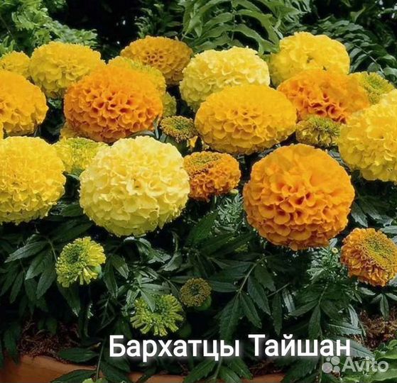 Бархатцы Дуранго