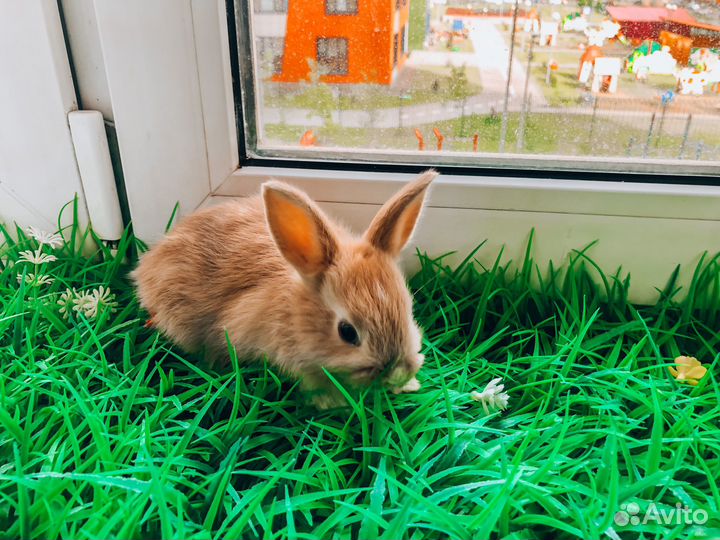 Карликовый кролик - размером с ладонь