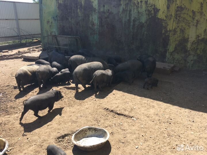 Вьетнамск вислобрюхий поросенок