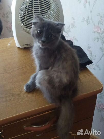 Молодая кошечка бесплатно