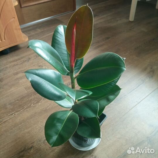 Фикус каучуконосный