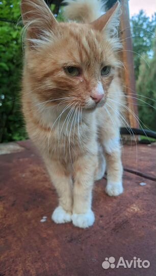 Ласковый рыжик