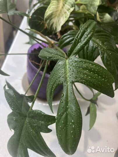 Комнатные растения цветы