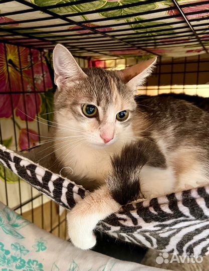 Лика - нежная, теплая, добрая кошка в добрые руки