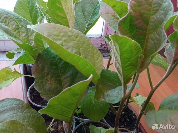 Рассада сладкого перца