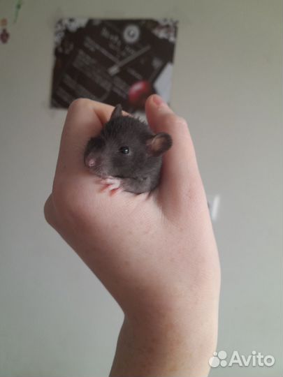 Декоративная крыса