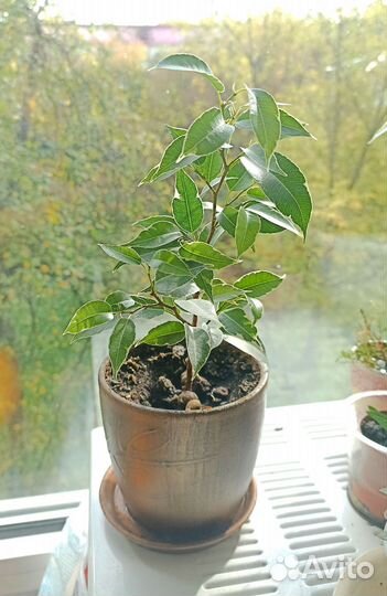 Фикус Бенджамина