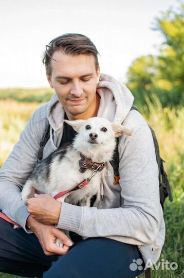 Собака маленькая из приюта в добрые руки